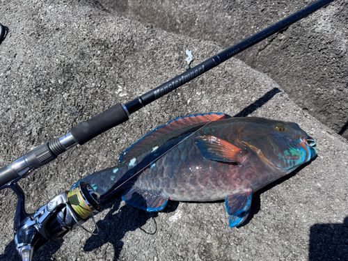 ブダイの釣果