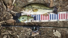 ブラックバスの釣果