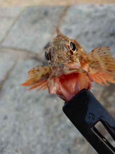 カサゴの釣果