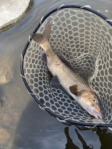 ニゴイの釣果