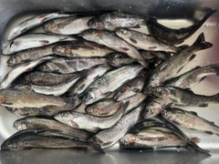 ニジマスの釣果