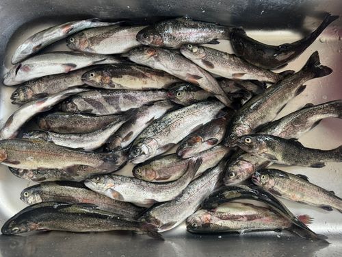 ニジマスの釣果