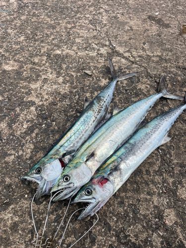 サゴシの釣果