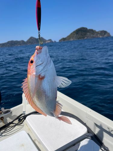 キダイの釣果