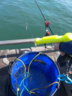 チアユの釣果