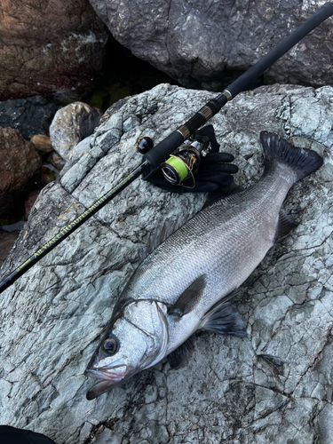 ヒラスズキの釣果