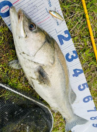 タイリクスズキの釣果