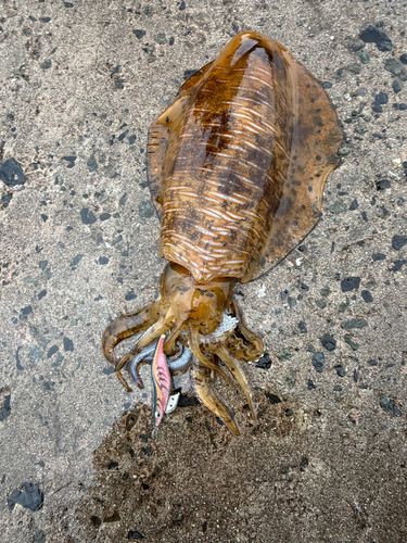アオリイカの釣果