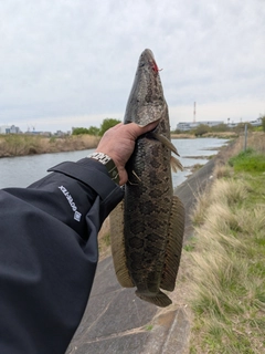 ライギョの釣果