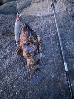 クロソイの釣果