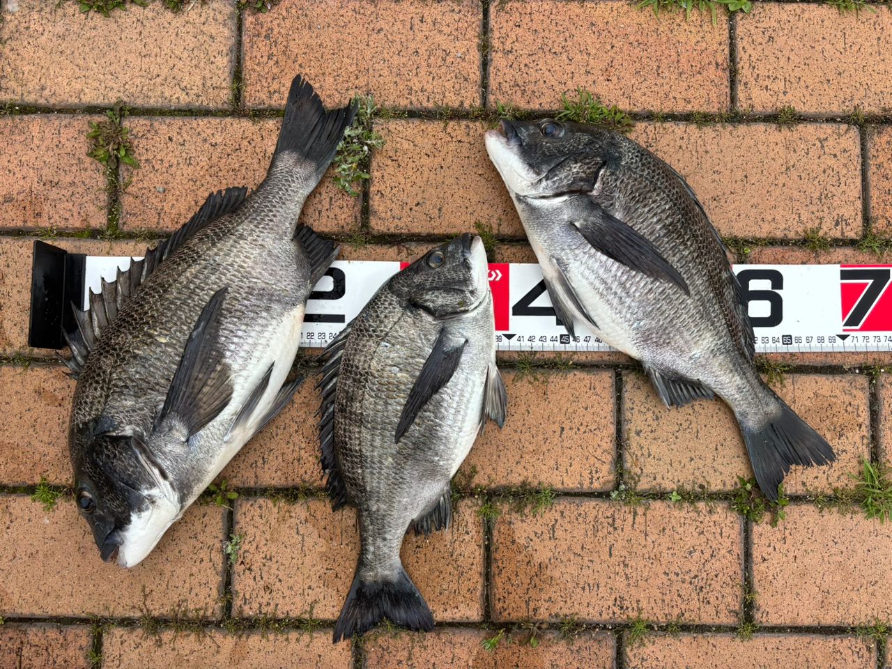 シマノ　ツインパルサーSZⅡ 1.2号485-520超美品 SHIMANO ツインパルサー SZⅡ 1.2-485/520の最安値・インプレ・釣果