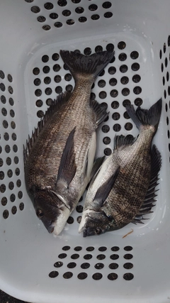 チヌの釣果