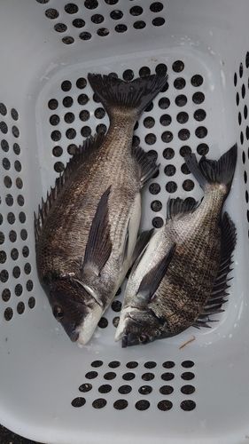 チヌの釣果