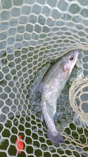 ニジマスの釣果