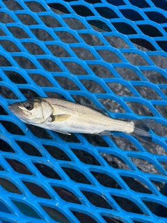 セイゴ（マルスズキ）の釣果