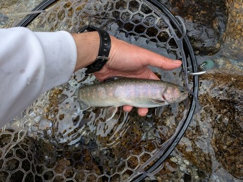 ニッコウイワナの釣果