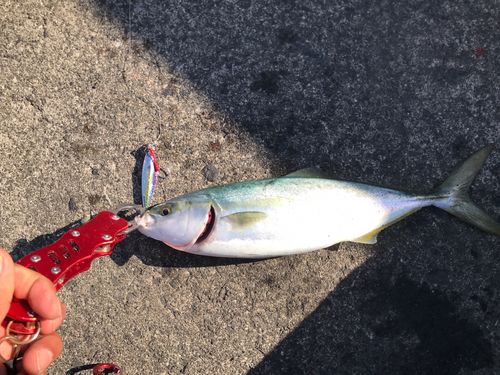 ツバスの釣果