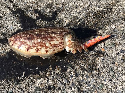 コウイカの釣果