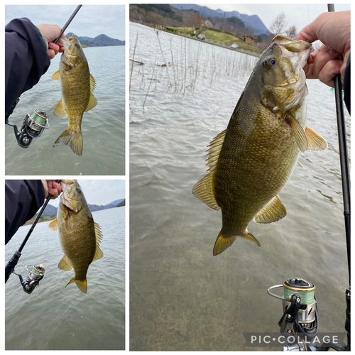 スモールマウスバスの釣果