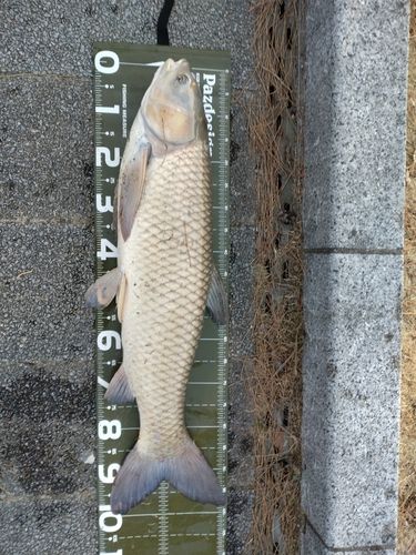 ソウギョの釣果