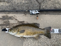 スモールマウスバスの釣果