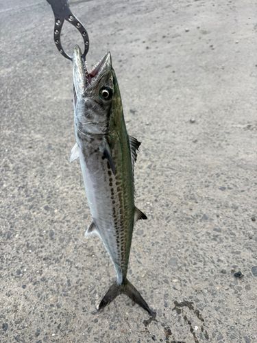 サゴシの釣果