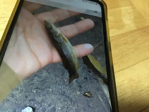 タカハヤの釣果