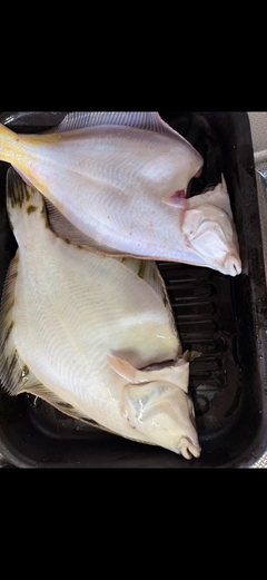 クロガシラガレイの釣果