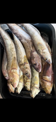 ホッケの釣果