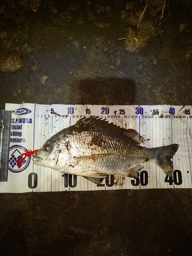 キビレの釣果