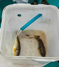 ショウサイフグの釣果