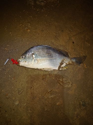 キビレの釣果