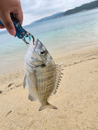 ミナミクロダイの釣果
