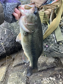 ラージマウスバスの釣果