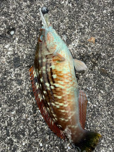 ホシササノハベラの釣果