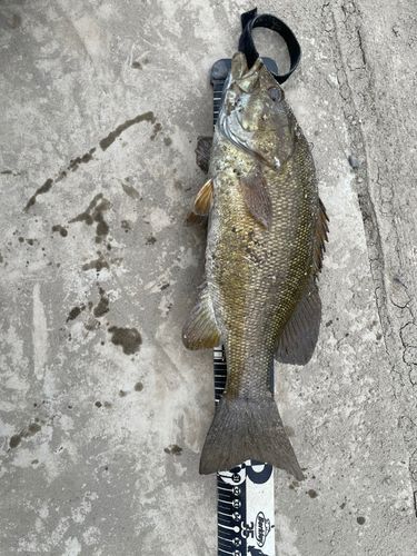 スモールマウスバスの釣果