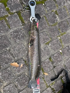 カムルチーの釣果