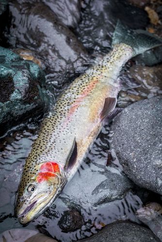 ニジマスの釣果