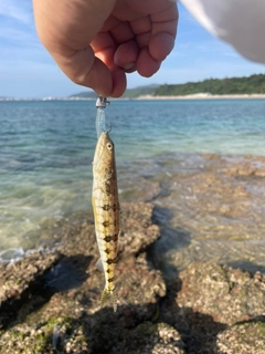 ヒトスジエソの釣果