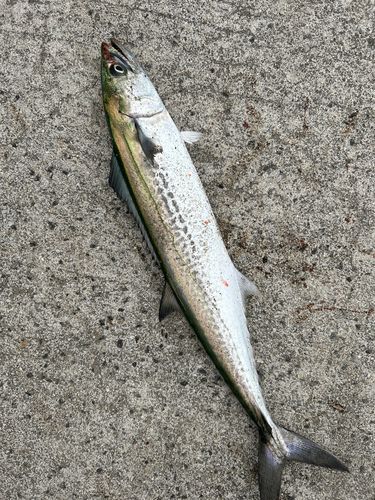 サゴシの釣果