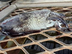 シリヤケイカの釣果