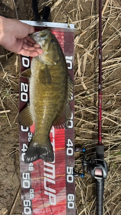スモールマウスバスの釣果