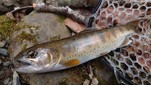 アマゴの釣果