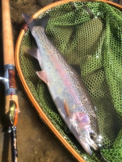 ニジマスの釣果