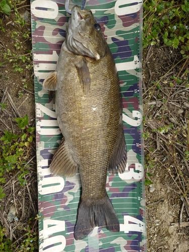 スモールマウスバスの釣果