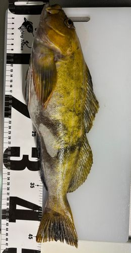 アイナメの釣果