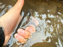 イワナの釣果