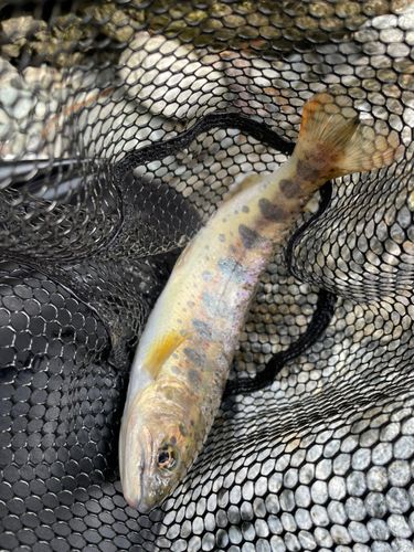 アマゴの釣果