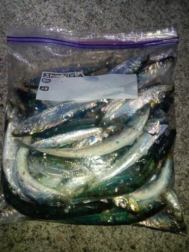 マイワシの釣果