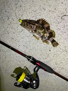 タケノコメバルの釣果